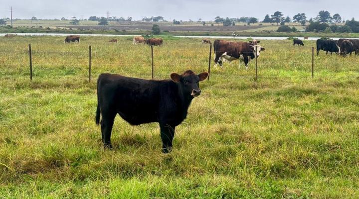 Dunkes Organic Equestrian Estate