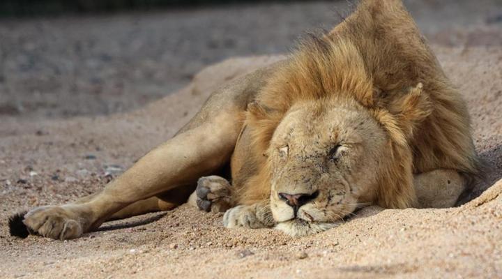 Simbavati River Sands