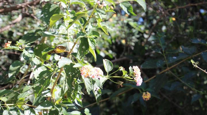 Buyskop Lodge, Conference & Spa