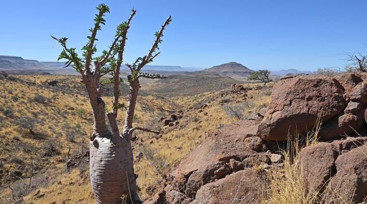 Etendeka Mountain Camp
