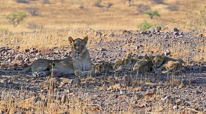 Etendeka Mountain Camp