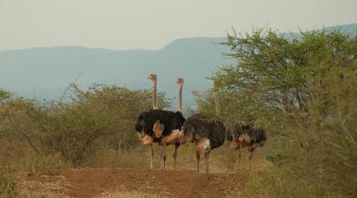 AfriCamps at White Elephant Safaris