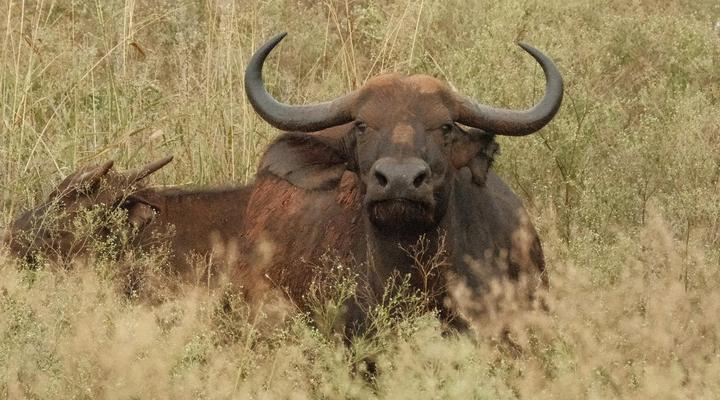 AfriCamps at White Elephant Safaris