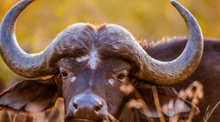 AfriCamps Hoedspruit