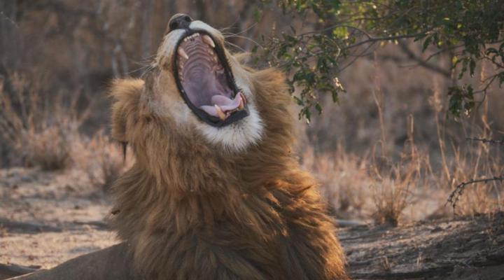 AfriCamps Hoedspruit