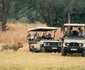 Lion Camp