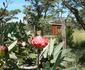 Bee Tree Safari Boma Bush Cabins
