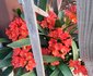 Clivia Huis