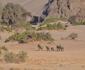 3 Night Desert Elephant, Black Rhino & Himba Package