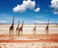 13 Night Skeleton Coast Kaokoland Encounter