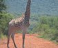 Bushbuck Hills Eco Farm