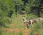 Bushbuck Hills Eco Farm