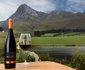 Hemel-en-Aarde Valley Fine Wine Tour