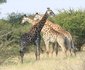 4 Night Kruger Park Safari and Activities Tour