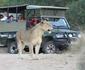 Kruger Park Safari from Southern to Northern Kruger for 6 Nights