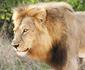 Kruger Park Safari from Southern to Northern Kruger for 6 Nights