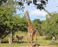 5 Day Kruger Experience Lodge-Treehouse