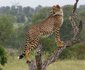 5 Day Kruger Experience Lodge-Treehouse