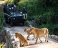 2 Night Safari Package at Skukuza Rest Camp Kruger National Park SANParks