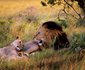 6 Night Cape Town and Safari