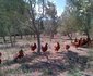 The Olive Grove