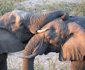 2 Day Leopard Crawl Tour 