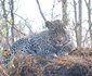 2 Day Leopard Crawl Tour 