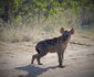 2 Night, 3 Day Tremisana Lodge Kruger Safari