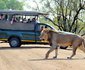 3 Night, 4 Day Marc's Treehouse Kruger Safari