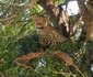 3 Night, 4 Day Marc's Treehouse Kruger Safari