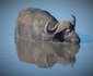 2 Night, 3 Day Tremisana Lodge Kruger Safari