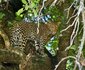 3 Night, 4 Day Marc's Treehouse Kruger Safari