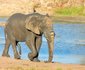 3 Night, 4 Day Katekani Kruger Safari