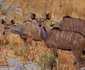 2 Night Safari Package at Pretoriuskop Rest Camp Kruger National Park SANParks