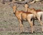 2 Night Safari Package at Pretoriuskop Rest Camp Kruger National Park SANParks