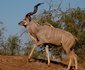 2 Night Safari Package at Pretoriuskop Rest Camp Kruger National Park SANParks