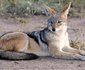2 Night Safari Package at Tamboti Tented Camp Kruger National Park SANParks