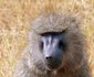 2 Night Safari Package at Tamboti Tented Camp Kruger National Park SANParks