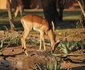 8 Night Best Of Kruger Package