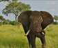 2 Night Hoyo Hoyo Safari Package