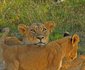 2 Night Hoyo Hoyo Safari Package