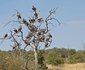 4 Nights, 2 Luxury Lodges in Balule Nature Reserve