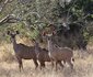Buffalo Tented Camp