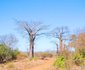 Buffalo Tented Camp
