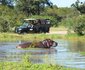 Journey Through Kruger Safari
