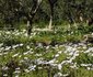 The Olive Grove
