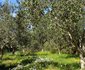 The Olive Grove