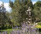 The Olive Grove