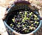 Pakya - The Little Olive Farm