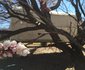 Clarens Ox-wagon Camp